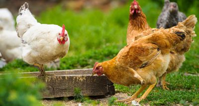 Poultry webinar proves big hit with vets